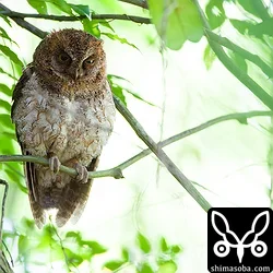 リュウキュウコノハズクも子育て中