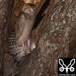 リュウキュウコノハズク巣立ち