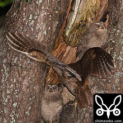 リュウキュウコノハズク巣立ち前夜