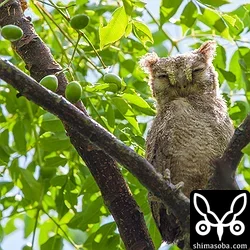 リュウキュウコノハズクの巣立ちビナ