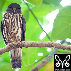 リュウキュウアオバズク巣立ち
