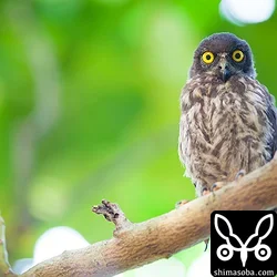 多分、一番早生まれのリュウキュウアオバズクのヒナ。