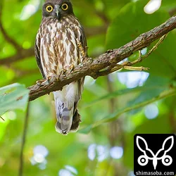 竹富島のリュウキュウアオバズクと石垣島の巣立ちビナ