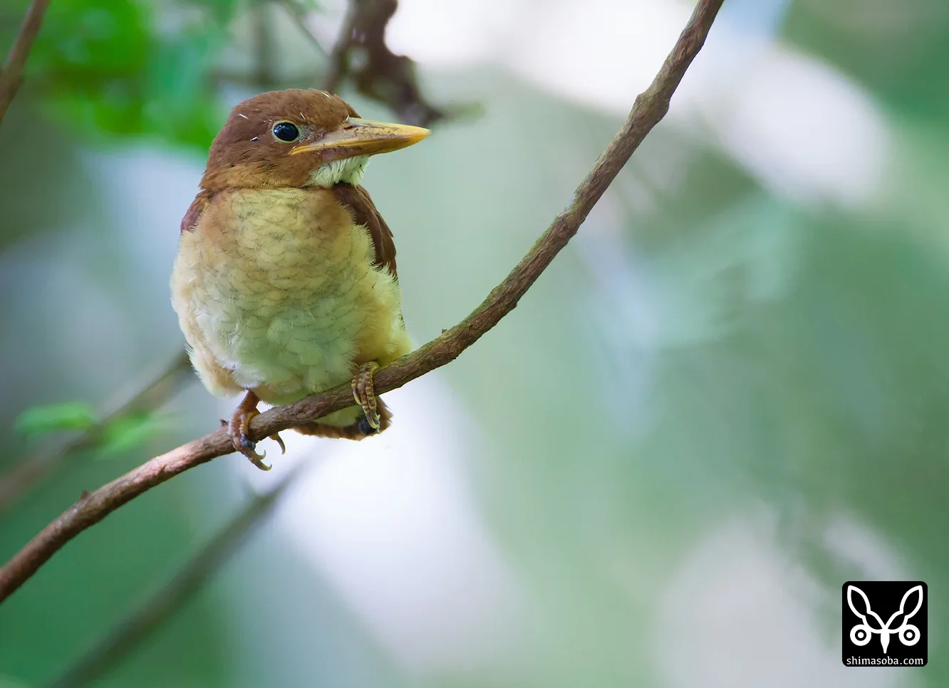 リュウキュウアカショウビン