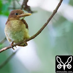リュウキュウアカショウビン巣立ちビナへ給餌