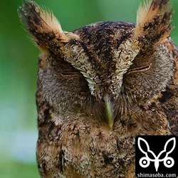 同じコノハズクのドアップ。
