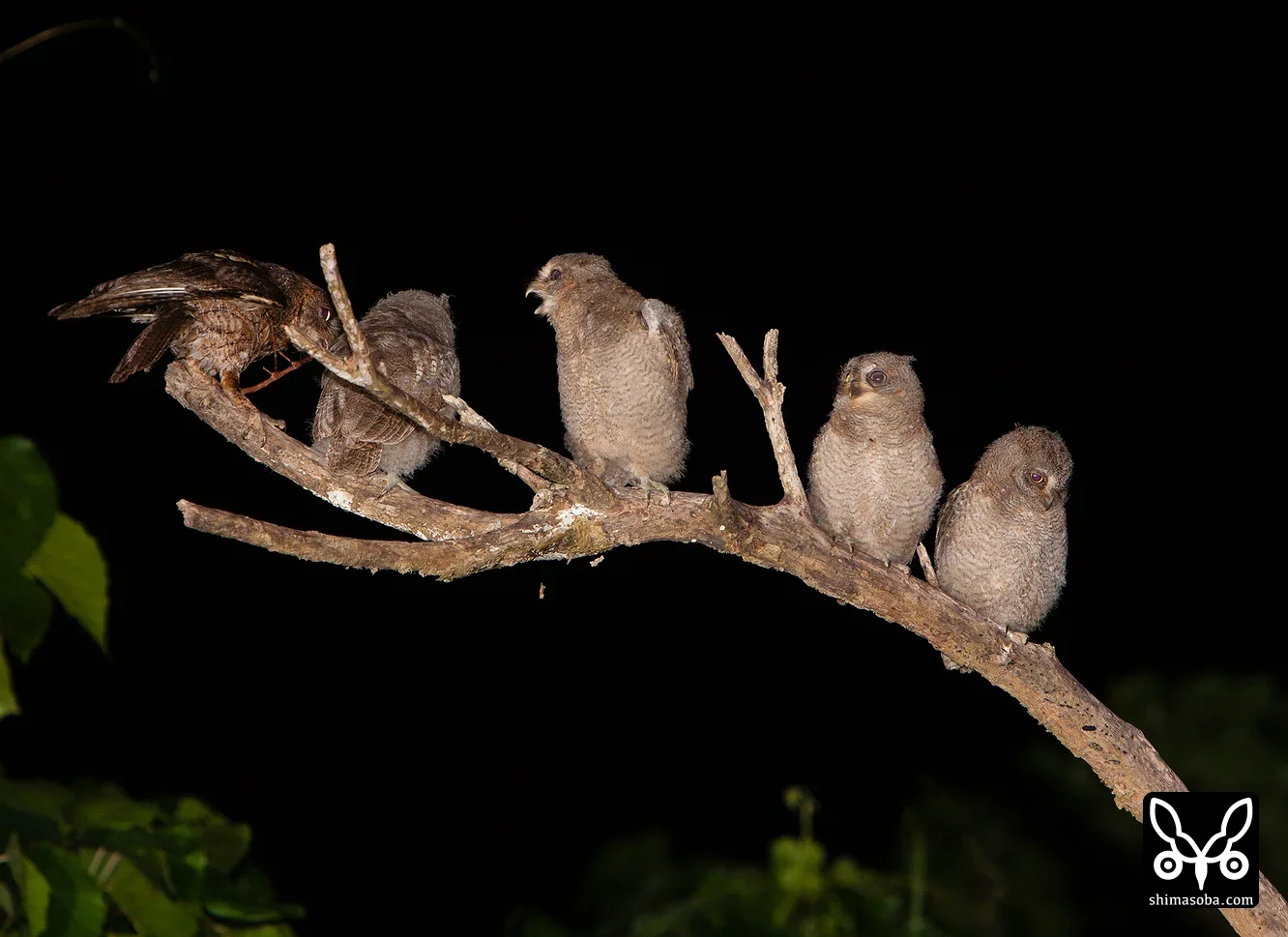 リュウキュウコノハズク
