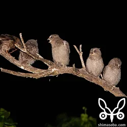 リュウキュウコノハズク大家族