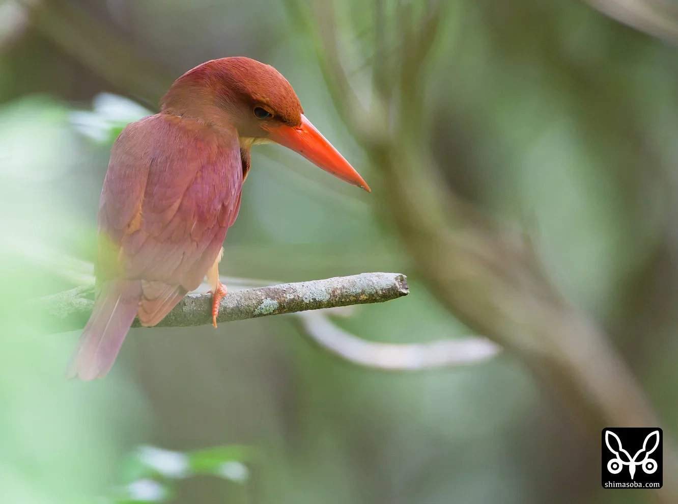 リュウキュウアカショウビン