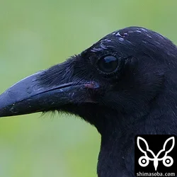 オサハシブトガラス