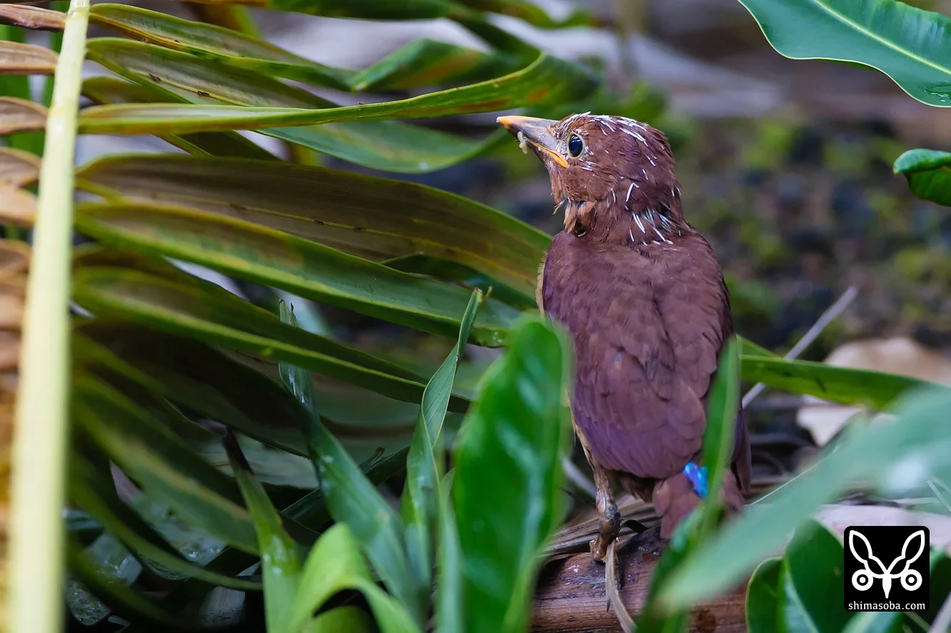 リュウキュウアカショウビン