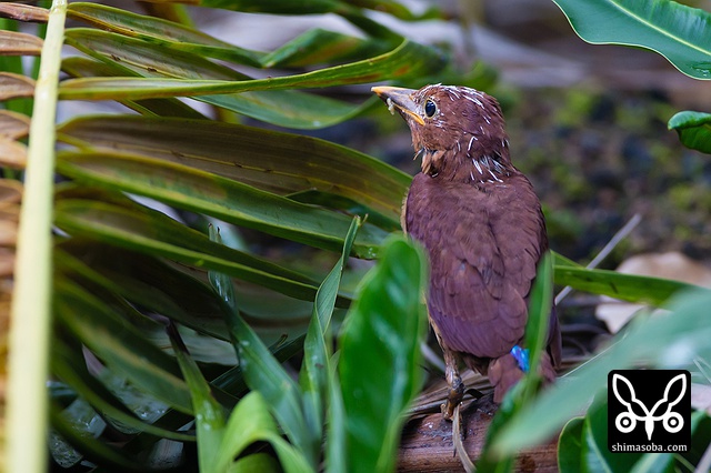 リュウキュウアカショウビン