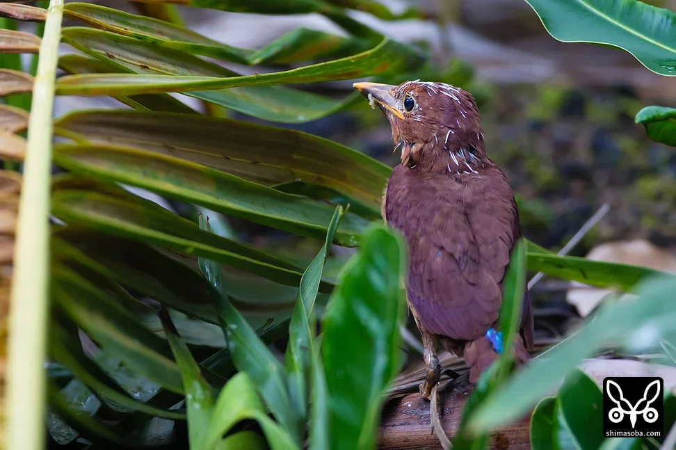 リュウキュウアカショウビン