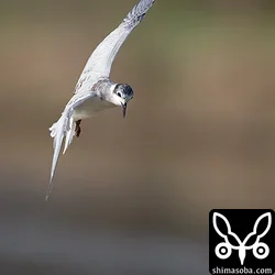 クロハラアジサシ