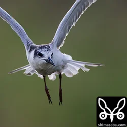 クロハラアジサシ