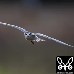 クロハラアジサシ