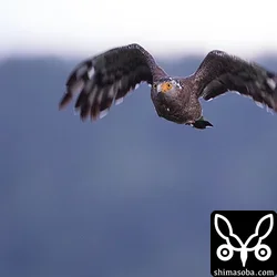 カンムリワシ