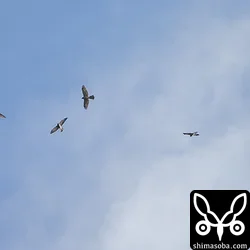 アカハラダカ