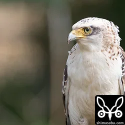 カンムリワシ幼鳥