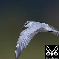 クロハラアジサシ