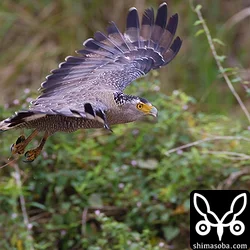 カンムリワシ