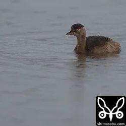 水辺の鳥たち
