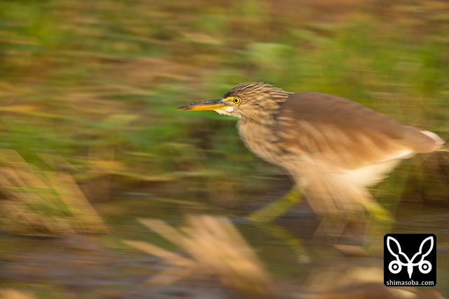 リュウキュウヨシゴイ