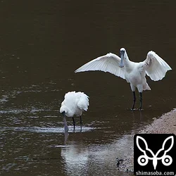 クロツラヘラサギ