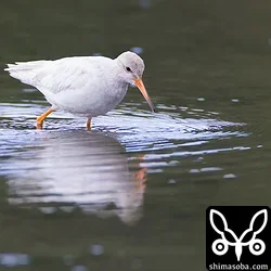 アカアシシギ