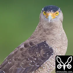 カンムリワシ