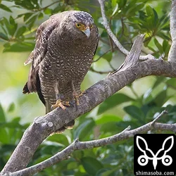 カンムリワシの「リョウ」