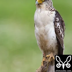 カンムリワシ