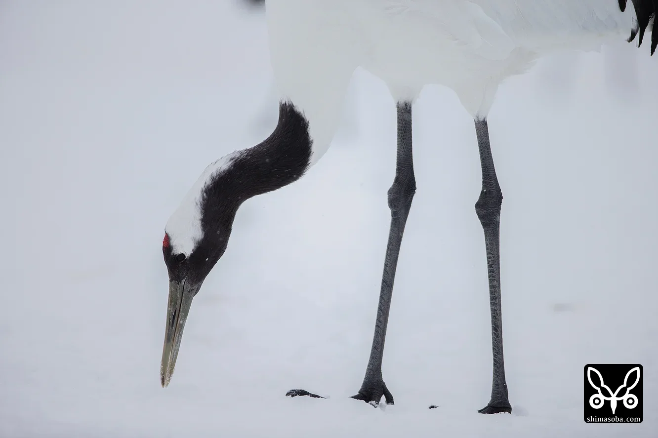 タンチョウ