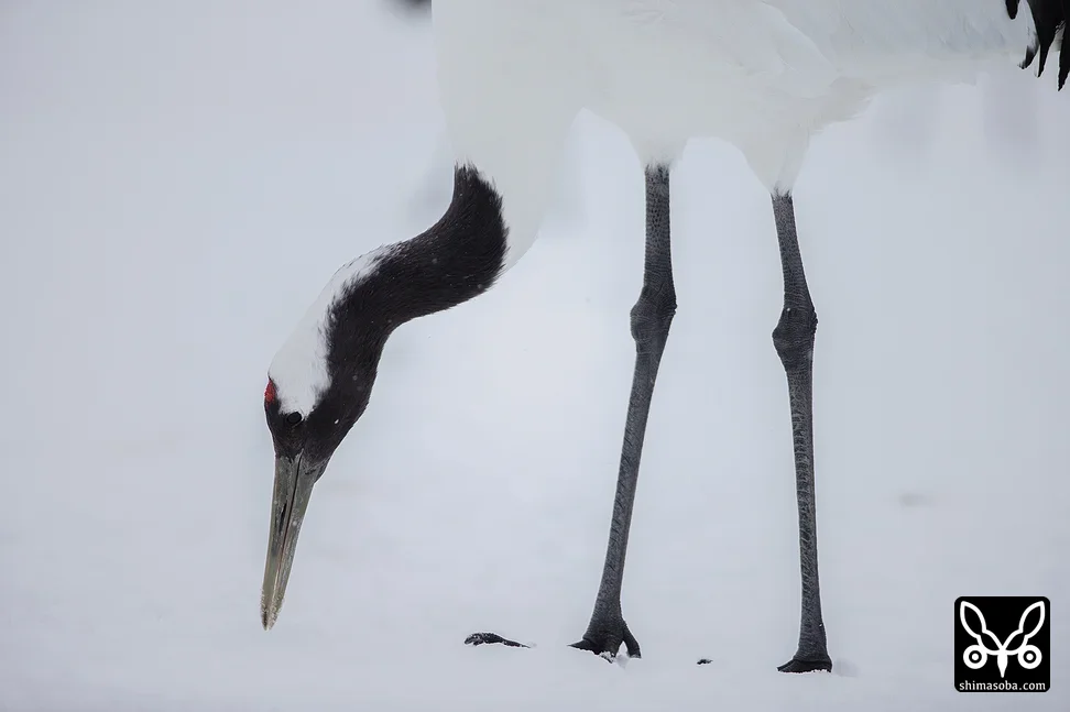 タンチョウ