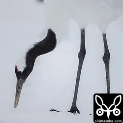タンチョウ