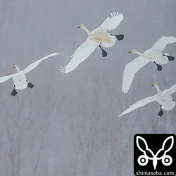 北海道の鳥はみなでかい!!