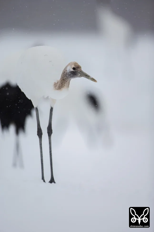 タンチョウ