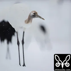 幼鳥。