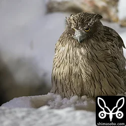 でかいです。フクロウの仲間だけあって、でかいのに音もなくやってきました。