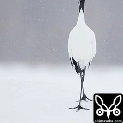 雪上の貴婦人と呼ばれているらしい。

カーテシーしてるみたいですね。^^