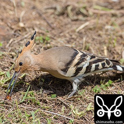 毎年ヤツガシラを見ますが、必ずこの羽のないゴキブリを食べています。^^;