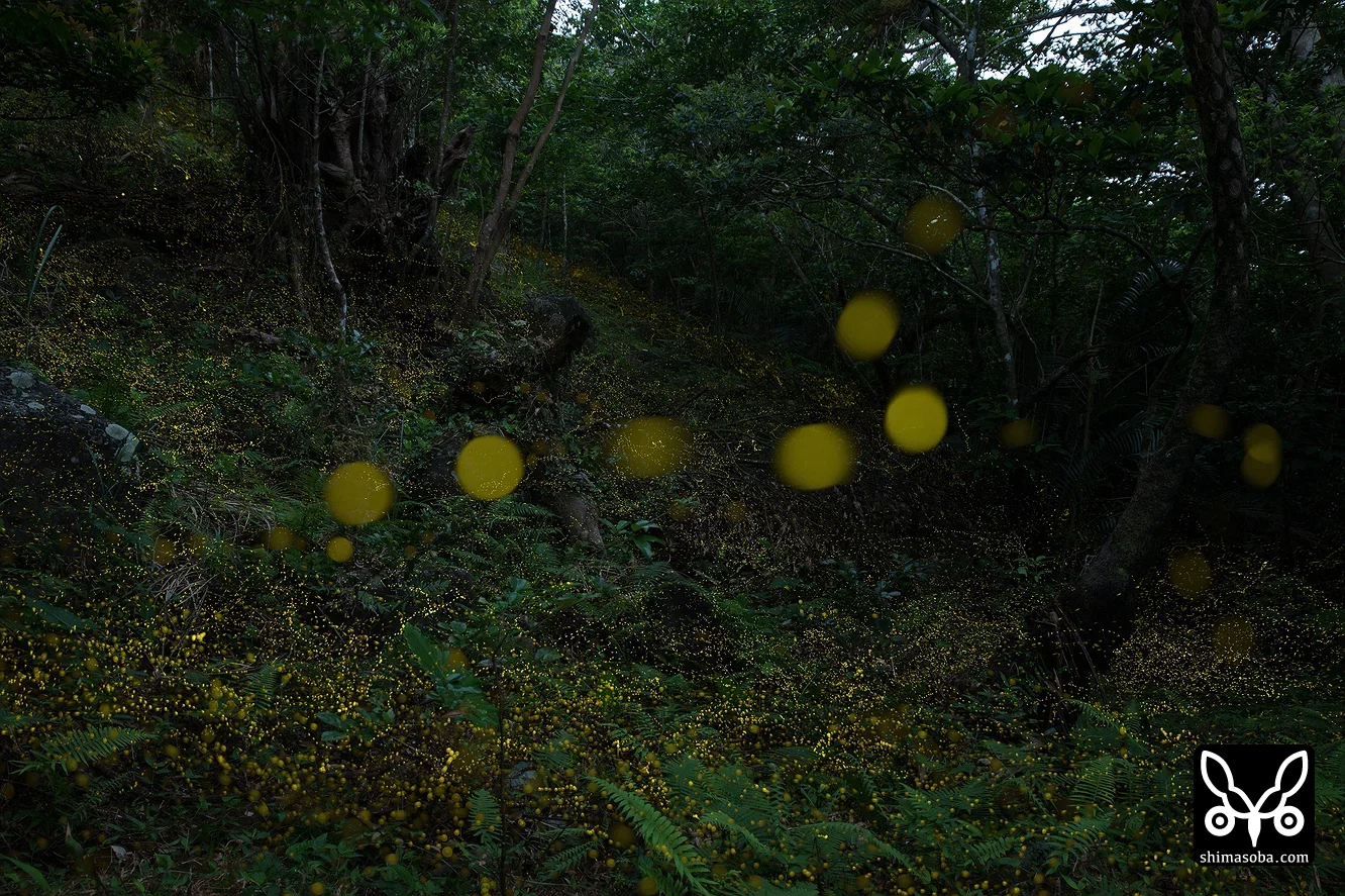 ホタル(ヤエヤマボタル・キイロスジボタル)