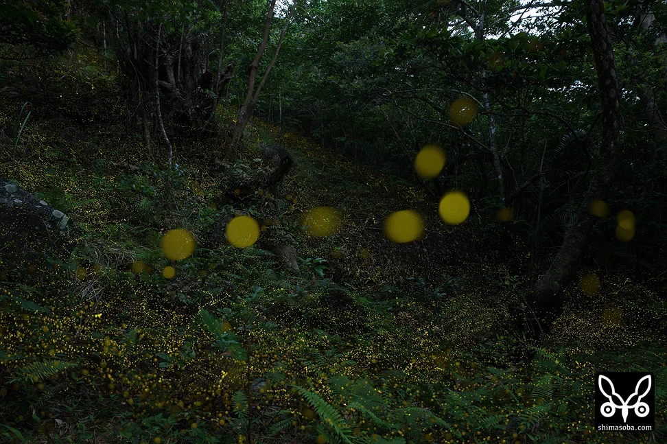 ホタル(ヤエヤマボタル・キイロスジボタル)