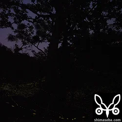 ホタル(ヤエヤマボタル・キイロスジボタル)