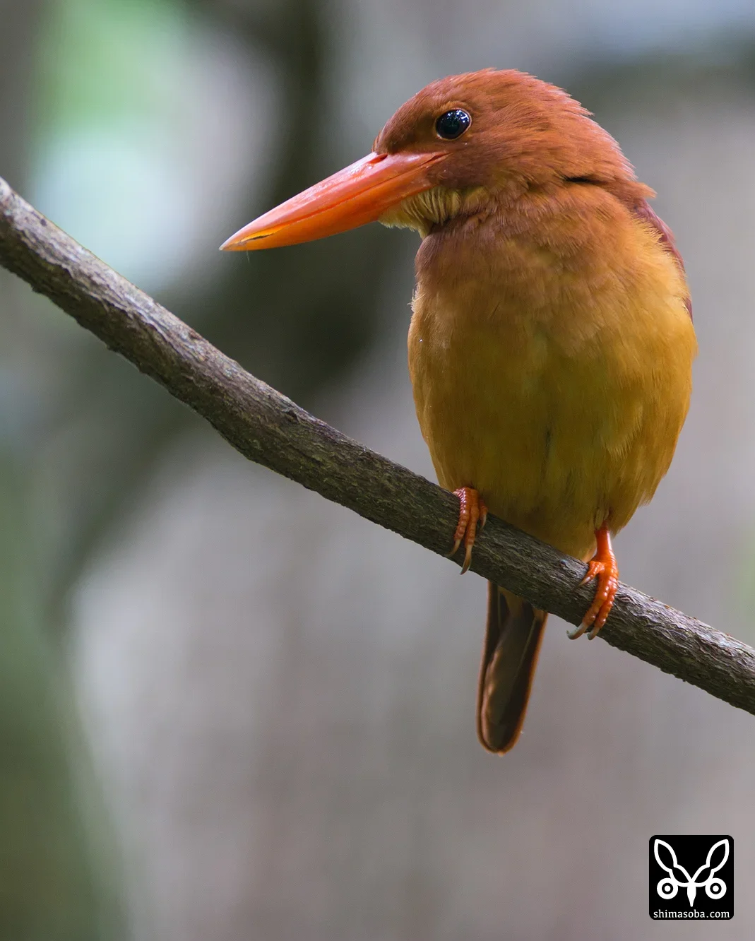 リュウキュウアカショウビン