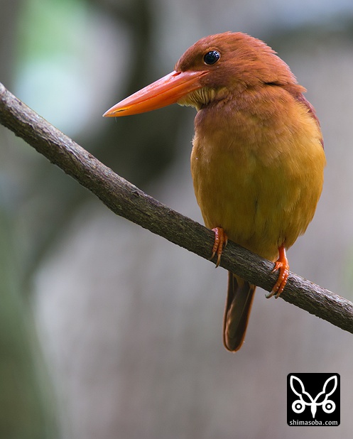 リュウキュウアカショウビン