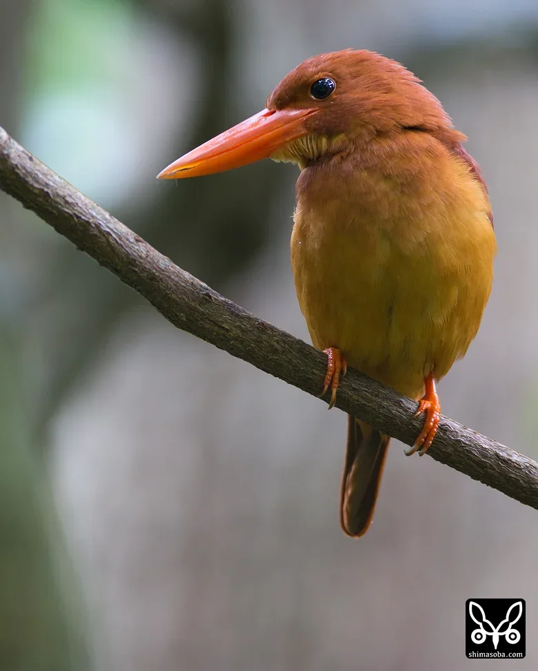 リュウキュウアカショウビン
