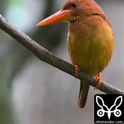 リュウキュウアカショウビン