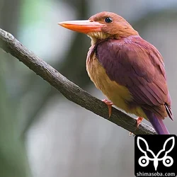 リュウキュウアカショウビン