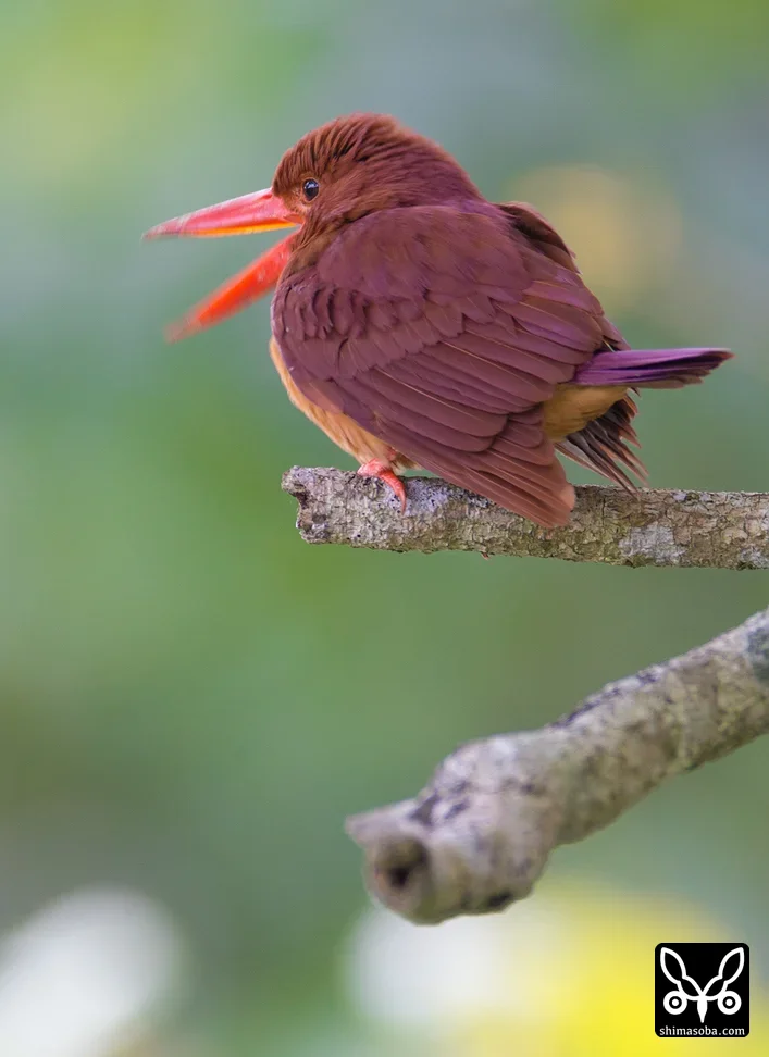 リュウキュウアカショウビン